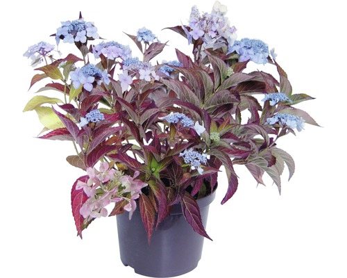 Hortensia Teller paniculé en pot