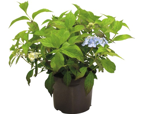 Hortensia en pot avec feuilles vertes et fleurs bleues