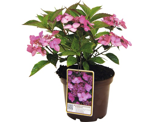 Hortensia de jardin en pot avec des fleurs roses