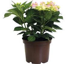 Hortensie im Topf mit Blättern und Blüten