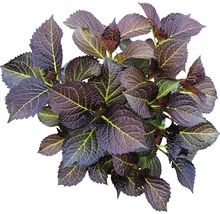 Gros plan d''un hortensia à feuilles de chêne