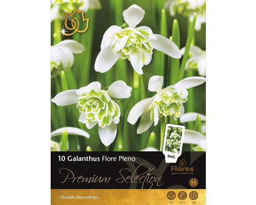 Blumenzwiebel Premium Galanthus Flore Pleno 8 Stk.