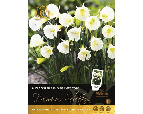 Bulbes de narcisses Premium White Petticoat 6 un.