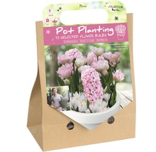Florex Bulbes à fleurs Pot Planting Collection Berlin, 15 bulbes à fleurs sélectionnés