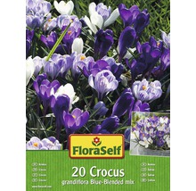Paquet de 20 crocus grandiflora Blue-Blended mix