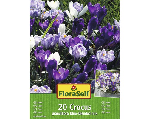 Paquet de 20 crocus grandiflora Blue-Blended mix