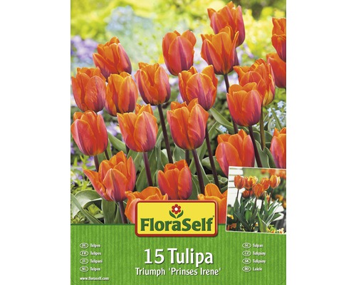 FloraSelf 15 Tulpen Triumph Prinses Irene Packung
