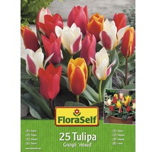 Kit promotionnel de bulbes de tulipes mélange Greigi 25 un.-thumb-1