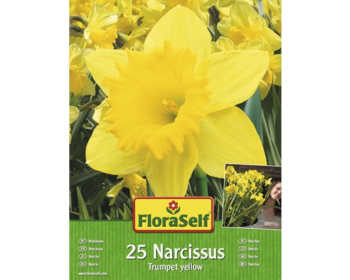 Paquet de 25 jonquilles trompettes jaunes de la marque FloraSelf