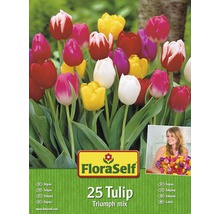 Kit promotionnel de bulbes de tulipes mélange mélange 25 pièces-thumb-1