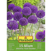 Kit promotionnel de bulbes d'Allium Purple Sensation 15 un.-thumb-0