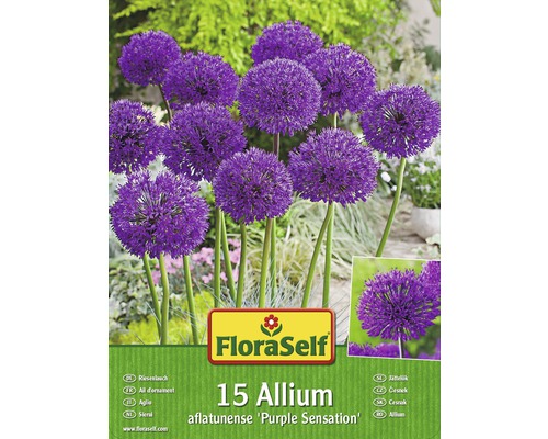 Kit promotionnel de bulbes d'Allium Purple Sensation 15 un.-0