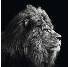 Tableau sur toile Grey Lion Head 27x27 cm