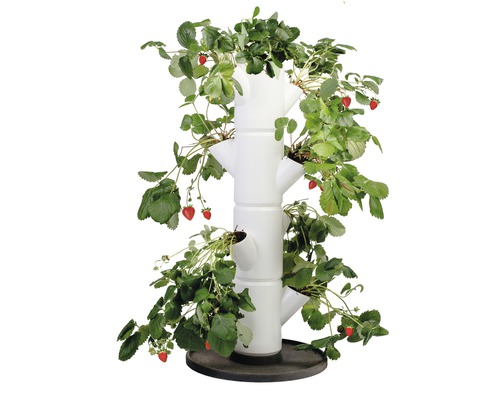 Erdbeerbaum Gusta Garden Sissi Strawberry -Starterset mit 4 Etagen