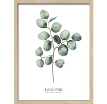 Image encadrée Eucalyptus ll 43x33 cm-thumb-0