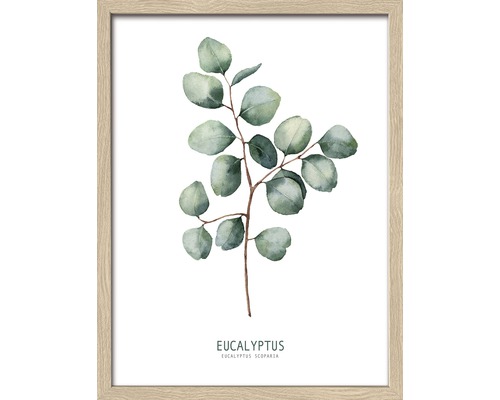 Image encadrée Eucalyptus ll 43x33 cm