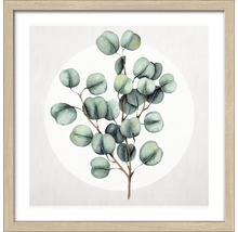 Image encadrée Eucalyptus lll 33x33 cm-thumb-0