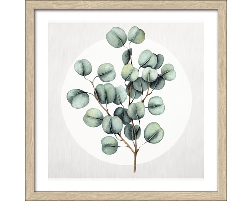 Image encadrée Eucalyptus lll 33x33 cm