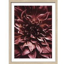 Gerahmtes Bild Dark Dahlia I 43x33 cm