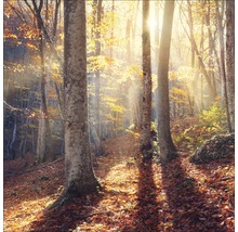 Herbstwald mit Baumstämmen und Laub