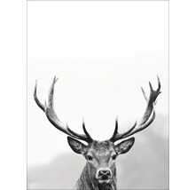 Photographie d''un cerf avec des bois