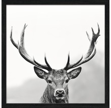 Gerahmtes Bild Grey Deer Head llI 33x33 cm