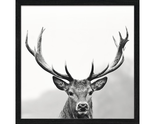 Image encadrée Grey Deer Head llI 33x33 cm