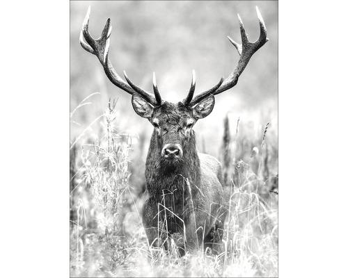 Image sur toile Grey Deer Head ll 57x77 cm