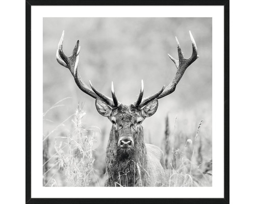 Image encadrée Grey Deer Head ll 53x53 cm