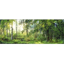 Paysage forestier avec arbres et soleil