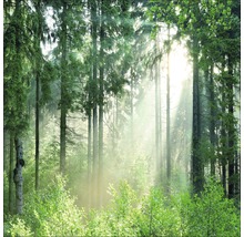 Scène de forêt avec des arbres et la lumière du soleil