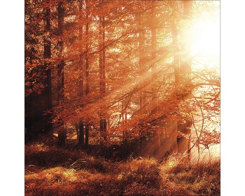 Tableau en verre Autumn Forest I 20x20 cm