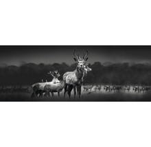 Tableau en verre Herd Of Deer 50x125 cm-thumb-0