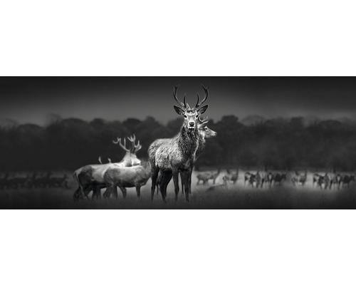 Tableau en verre Herd Of Deer 50x125 cm-0