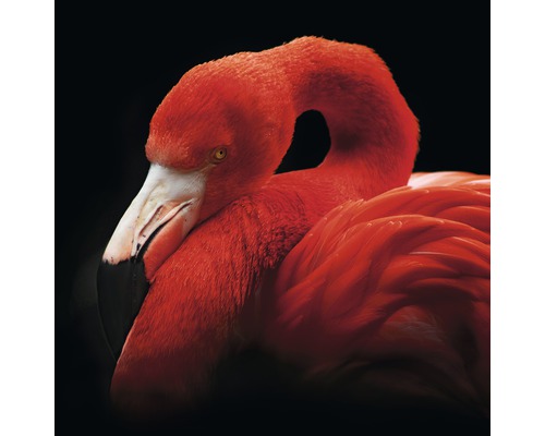 Tableau en verre Sleeping Flamingo 20x20 cm