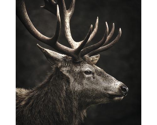 Tableau en verre Brown Deer Head 20x20 cm