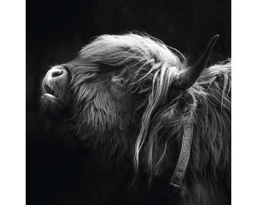 Tableau en verre Highland Cattle III 20x20 cm
