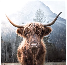 Glasbild Scottish Highland Cattle 50x50 cm GLA2149