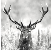 Glasbild Grey Deer Head ll 50x50 cm GLA2150