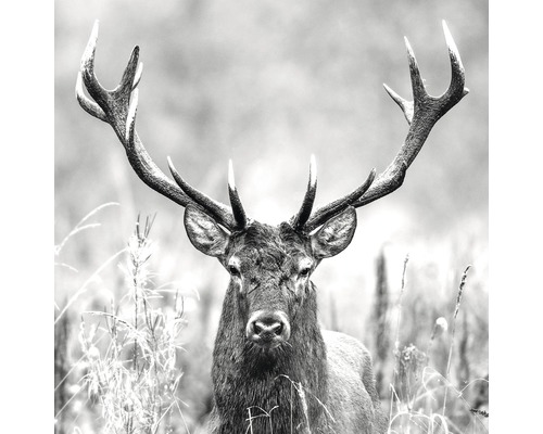 Glasbild Grey Deer Head ll 30x30 cm GLA2150
