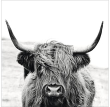 Tableau en verre Highland Cattle ll 80x80 cm GLA2151