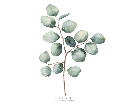 Tableau en verre Eucalyptus Branches ll 20x20 cm
