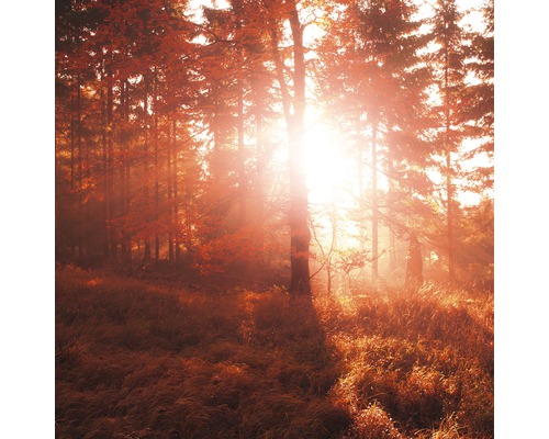 Tableau en verre Autumn Forest III 20x20 cm
