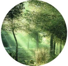 Scène de forêt avec des arbres et des rayons de soleil