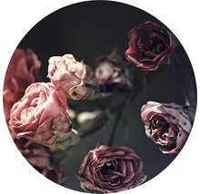 Nahaufnahme von Rosenblüten