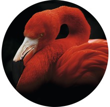 Glasbild rund Sleeping Flamingo Ø 50 cm GLR039