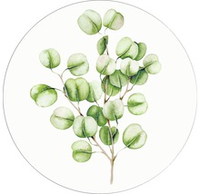 Illustration eines Eukalyptuszweigs