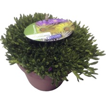 Plante de Delosperma dans un pot