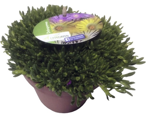Pourpier vivace FloraSelf Delospermum-Cultivars Mix h 1-3 cm Co 1 l assortiment aléatoire de variétés