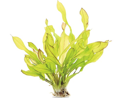 Schwertpflanze - Echinodorus Green Chamäleon